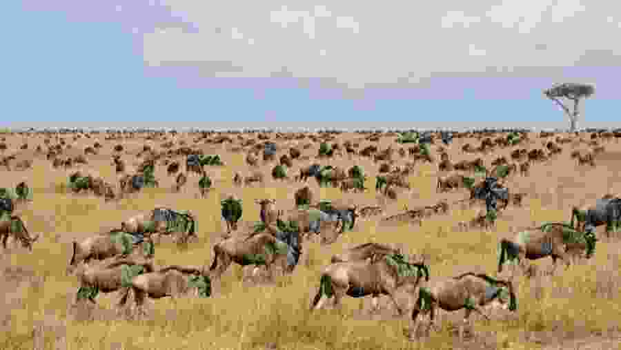 Wildebeests at Tarangire National Park