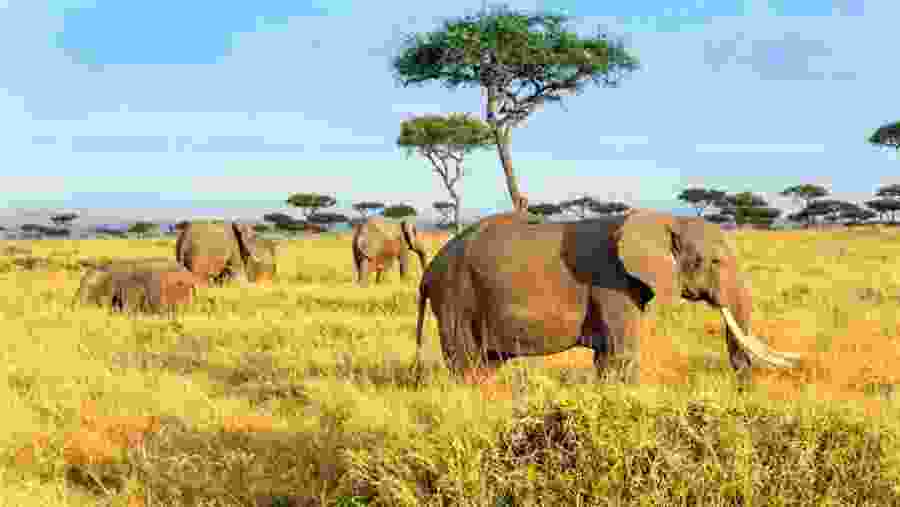Elephants