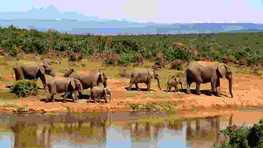 African Elephants