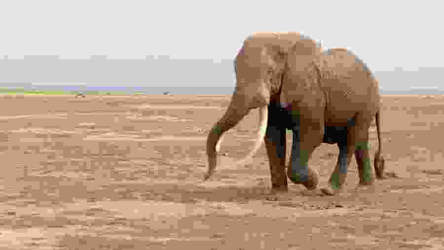 Elephant sighting in Amboseli