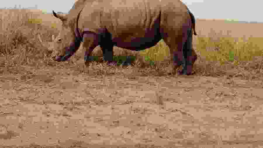 Northern white rhinoceros