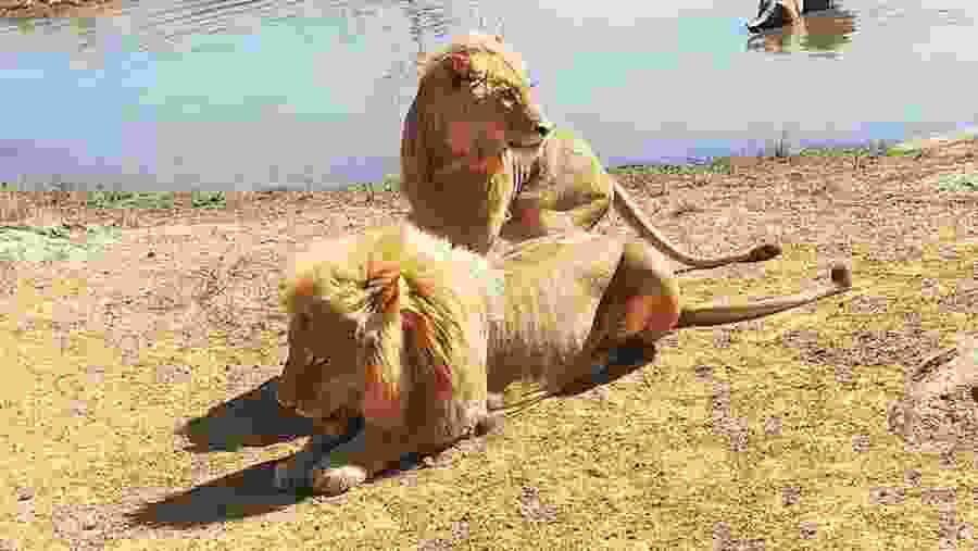 Spot Ferocious Wild Animals