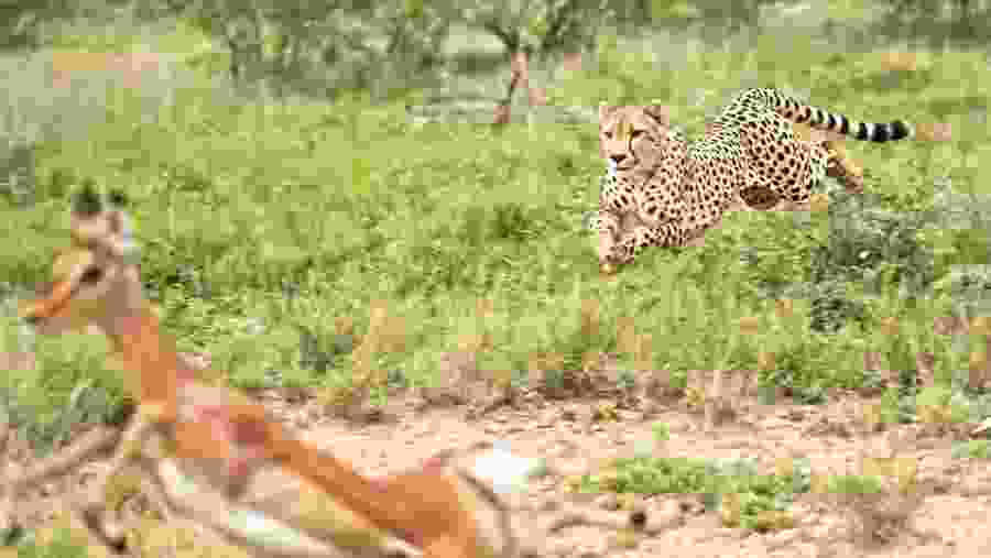 Hunt Scene in the Reserve