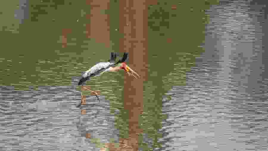 Painted Stork