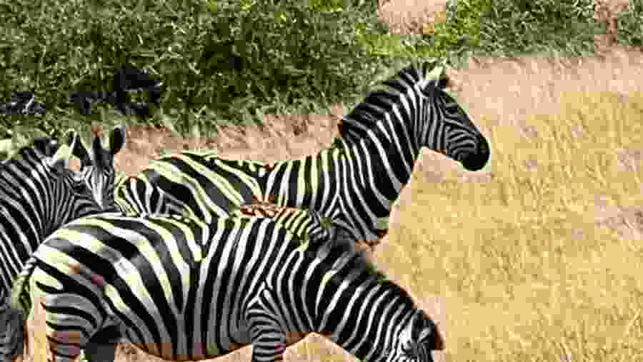 Zebra at Hwange National Park