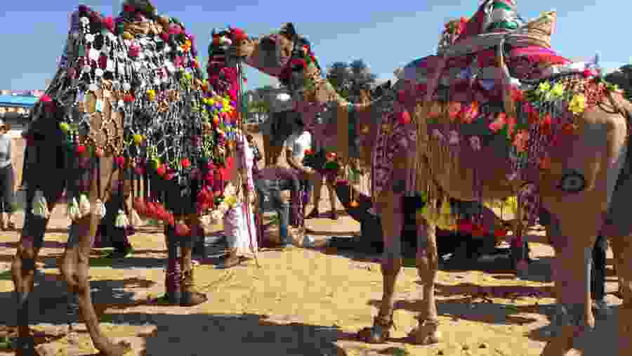 Pushkar Fair