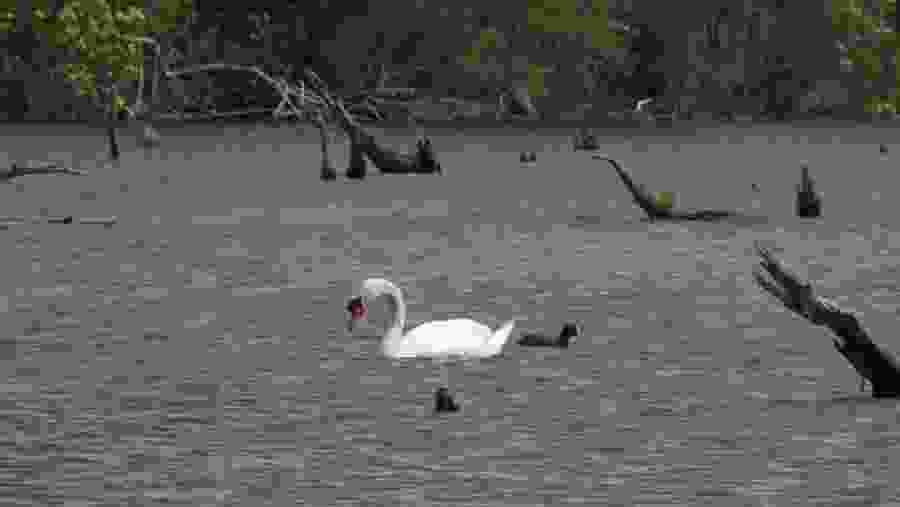 Swan and Eurasian Coot