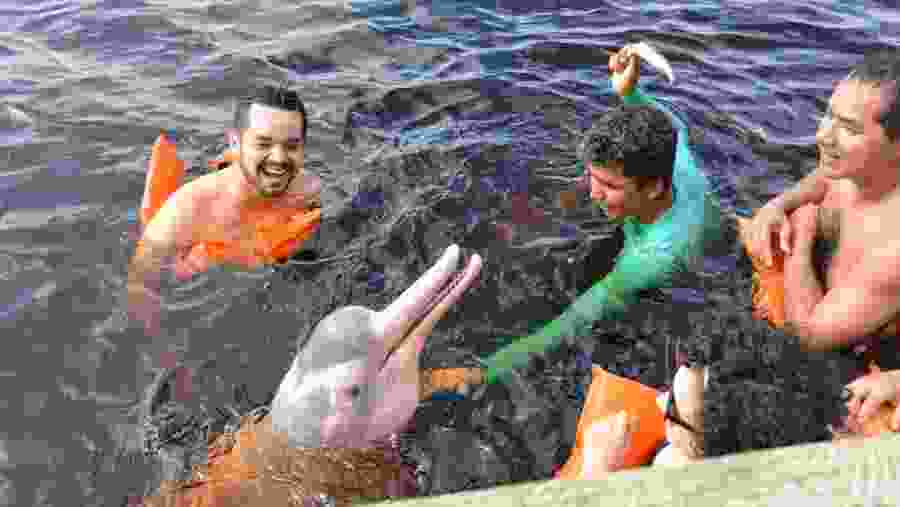 Tourists Swimming with the Dolphin