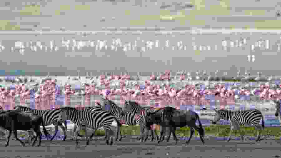 Wildlife in National Park