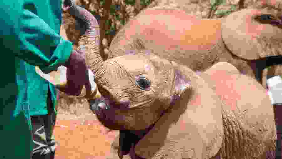 Young elephants at the David Sheldrick Wildlife Trust
