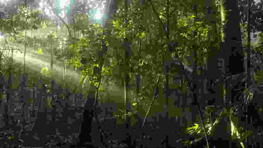 Amazon Forest