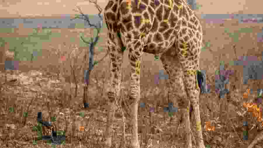 Masai Giraffe