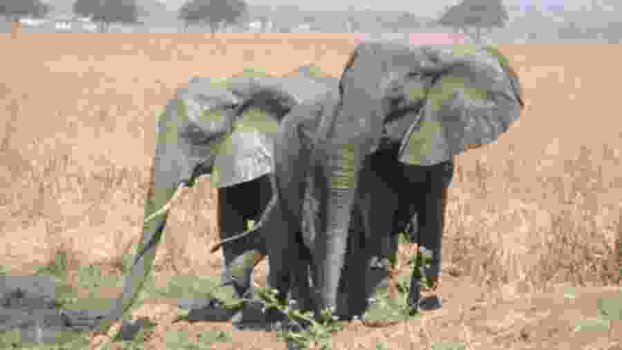 Animal Encounter