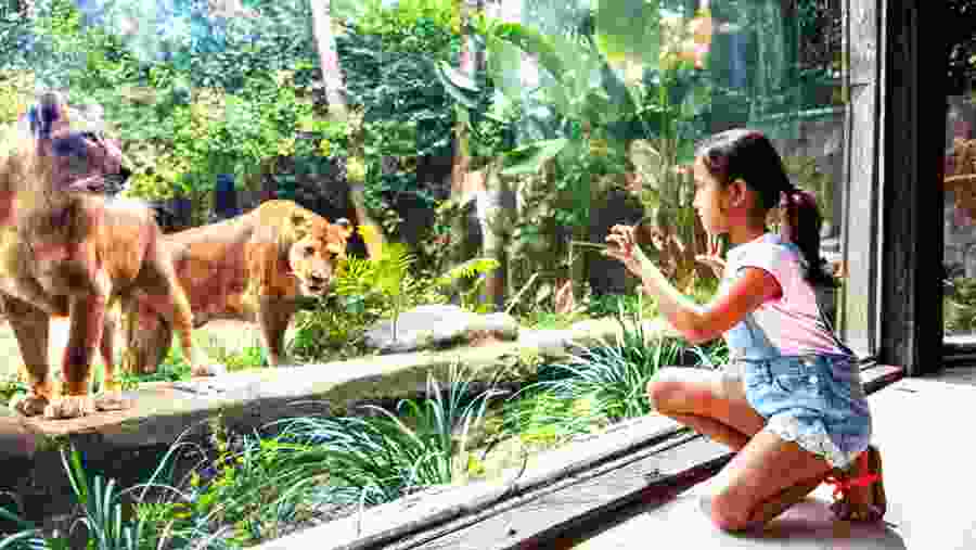Lion