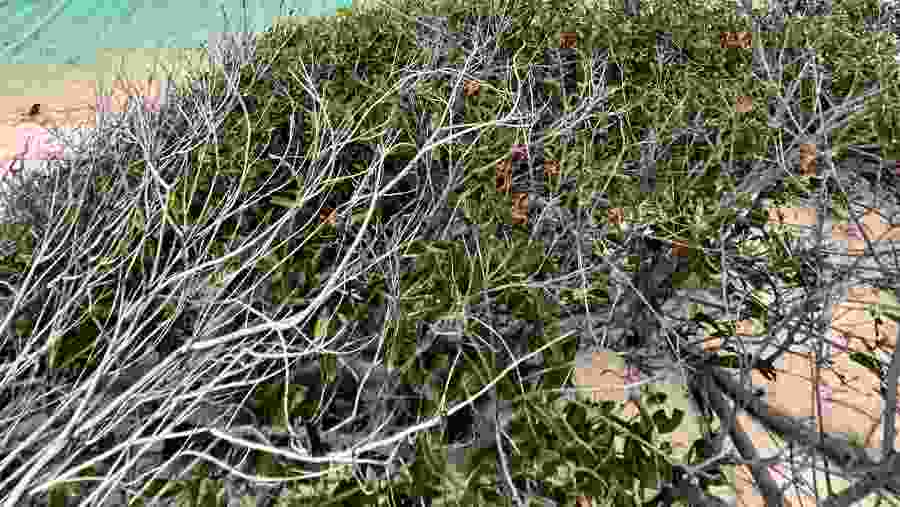 Lençóis Maranhenses National Park.