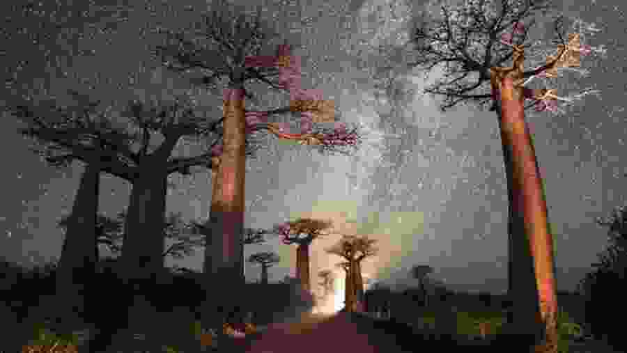 Baobab Avenue with Stars & Milkiway
