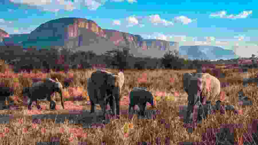Elephants in Marakele National Park