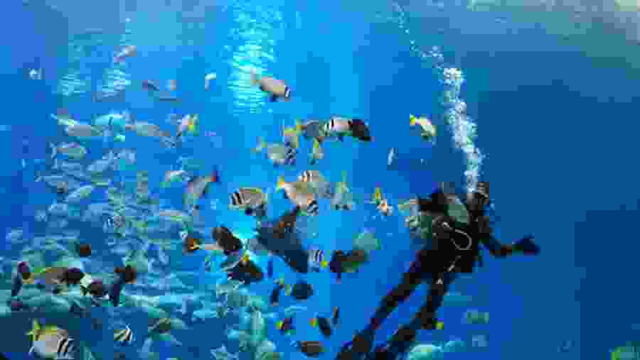 Travelers and fish in the Red Sea