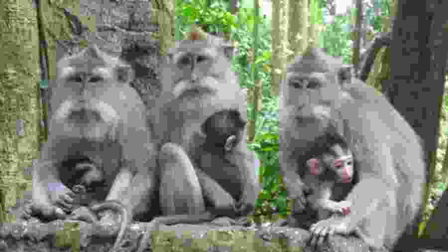 Monkey Forest