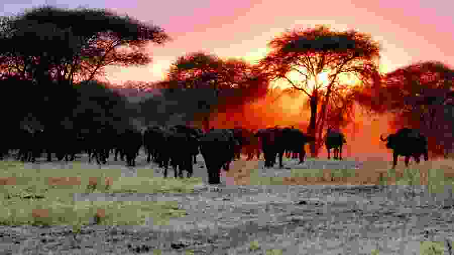 Wildlife at Serengeti National Park