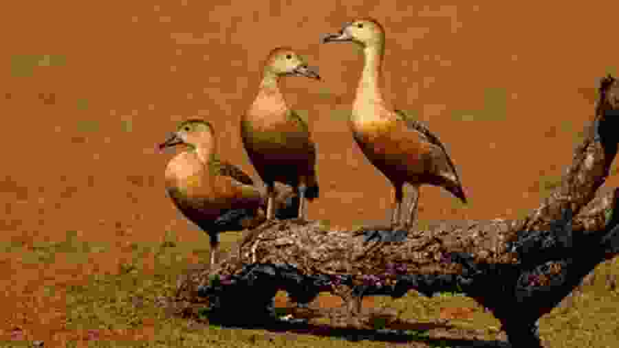 Bharatpur Bird Sanctuary.