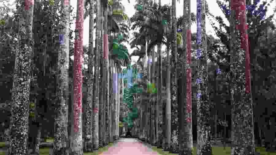 Imperial Palm Trees, Rio de Janeiro