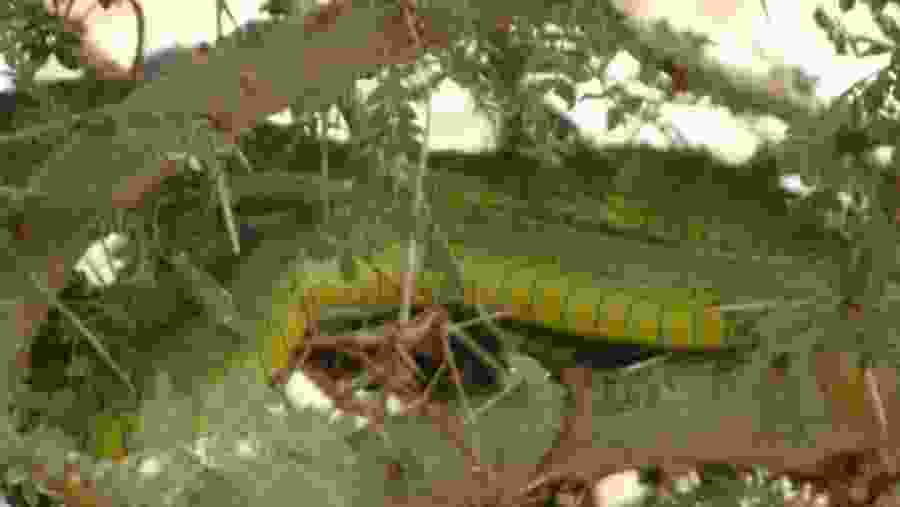 Reptile