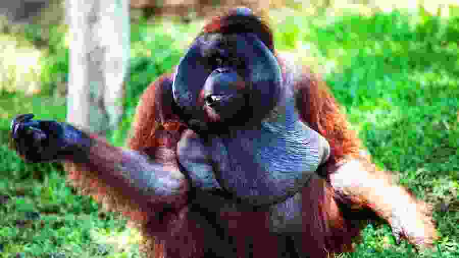 Orangatun