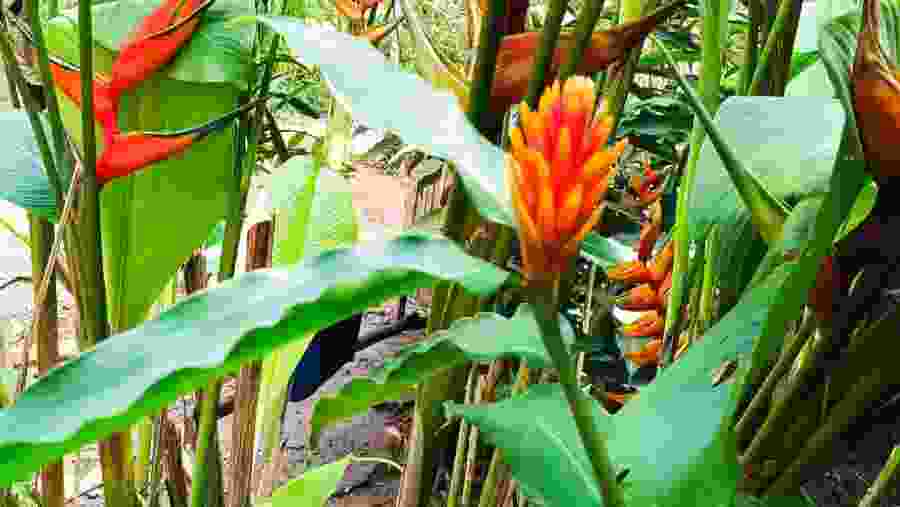 Puerto Maldonado: Ori’Numba Garden & Harakbut Culture Tour