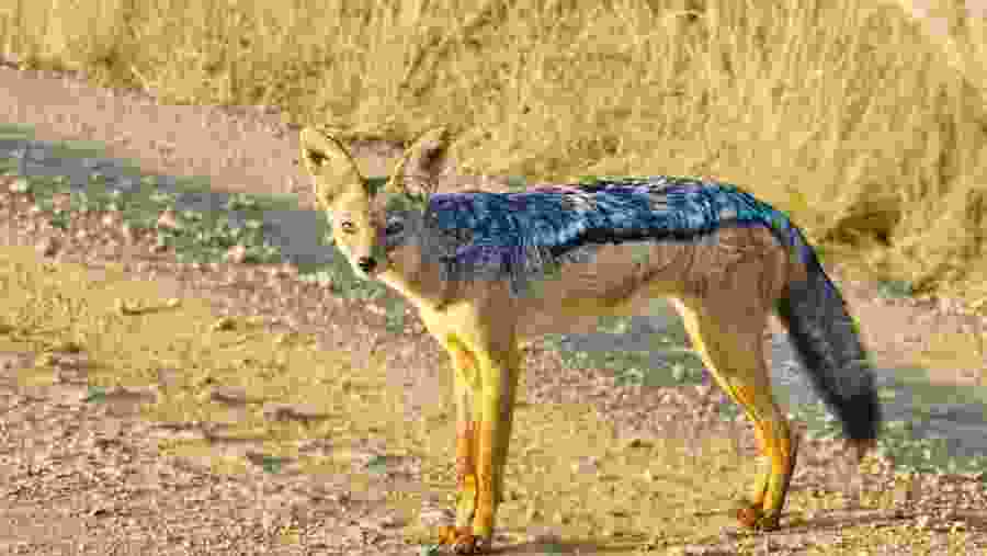 Witness the African wildlife