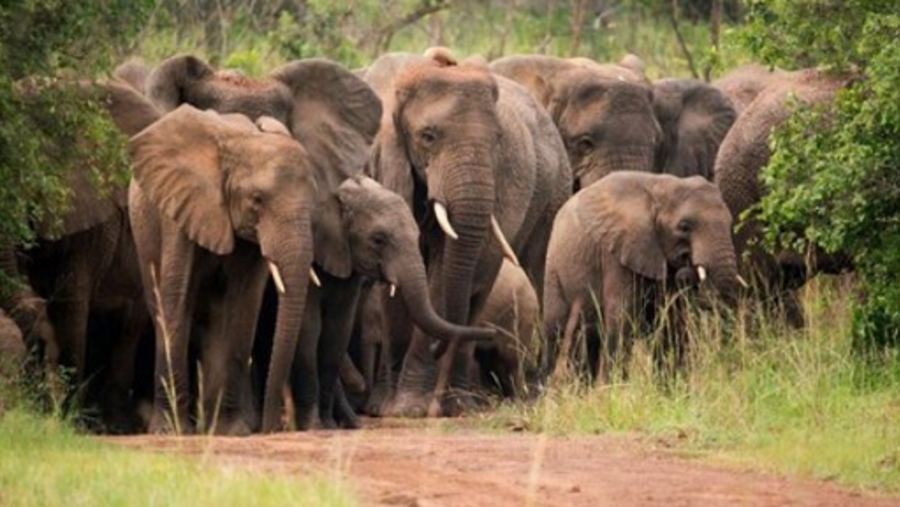 Elephants Group in Akagera