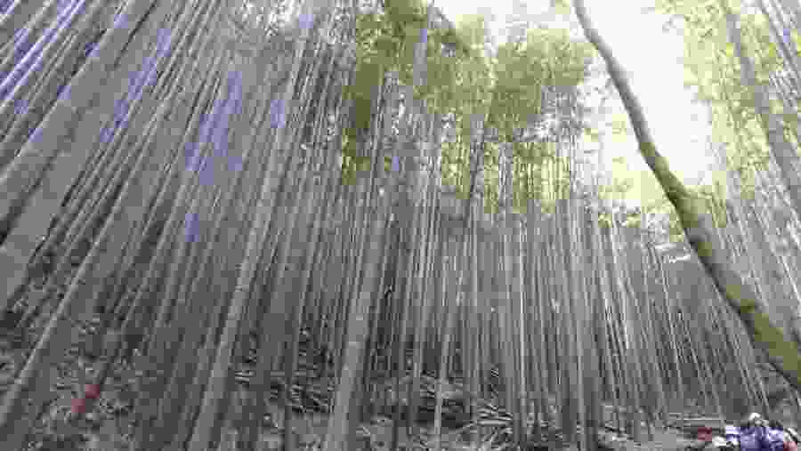 Arashiyama Bamboo Forest
