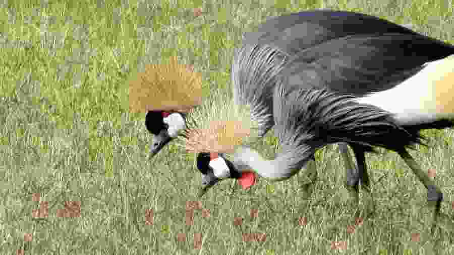 Crested Crane in the Savannah