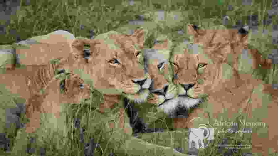 A Lion's family