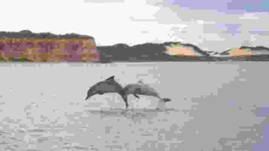 Dolphins in beach of the Madeiro