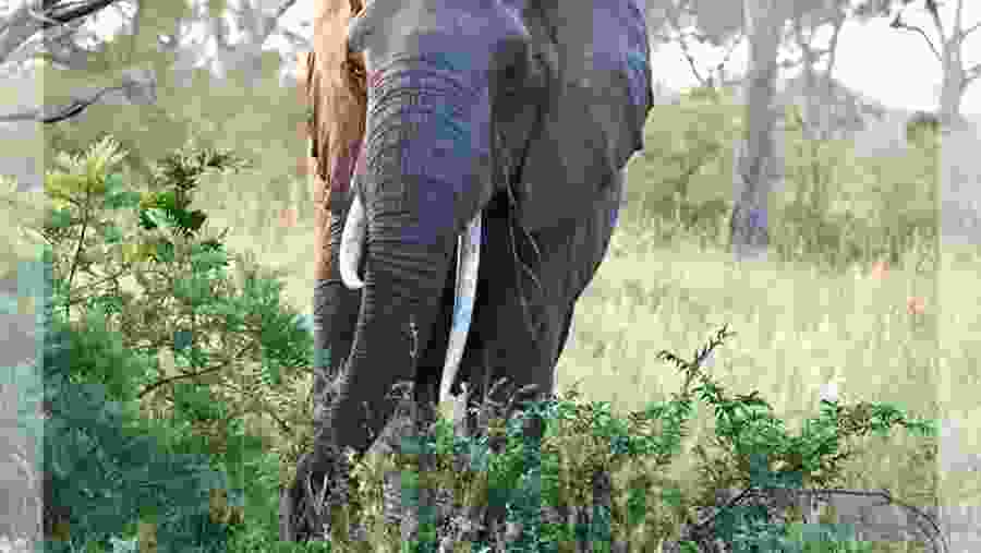 Elephant Game Drive in Kruger National Park