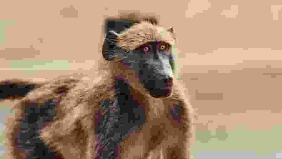 Wildlife in Tanzania