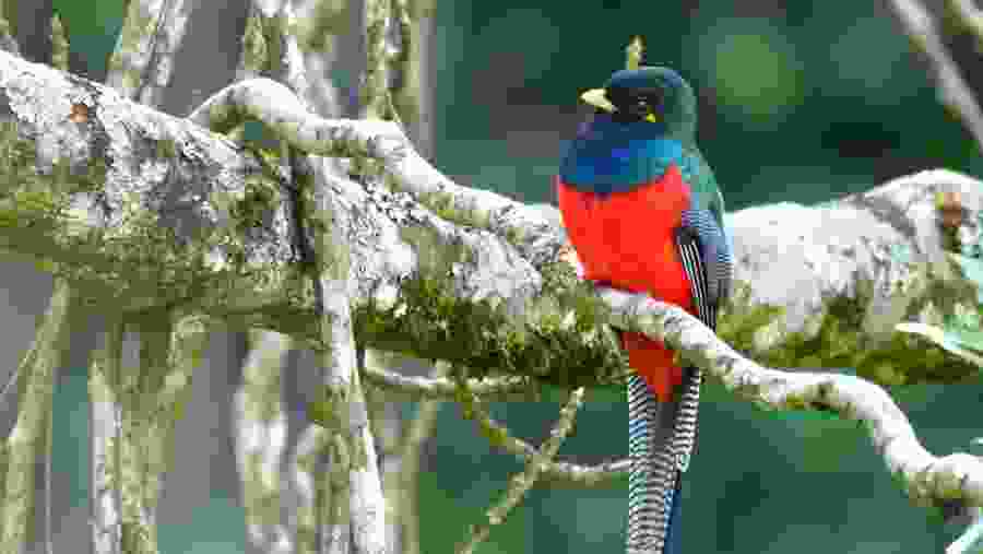 Sighting of Bar-tailed Trogon