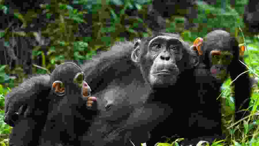 Kibale Forest Chimpanzee Family