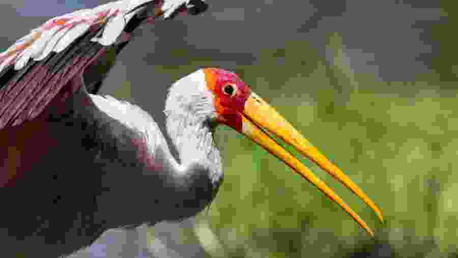 Yellow-billed Stork