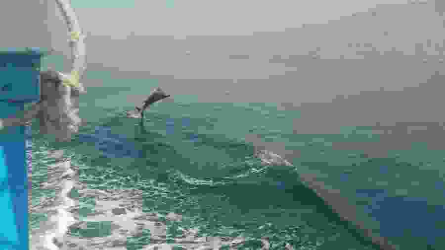 Jumping Dolphin