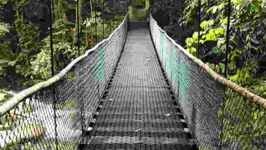 Bridge in Rainforest near Kuala Lumpur