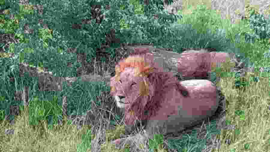 Barbary lions