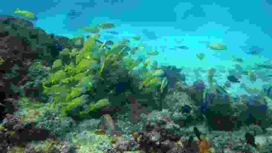 School of yellow fishes in the Blue Lagoon