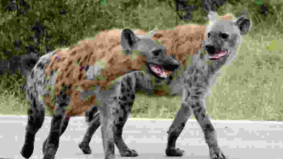 Kruger National Park