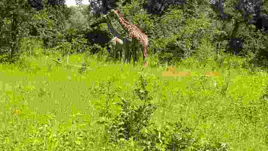 Mosi-oa-Tunya National Park