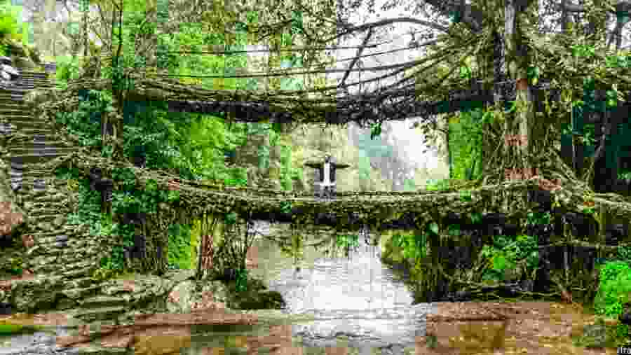Umshiang Double-Decker Root Bridge