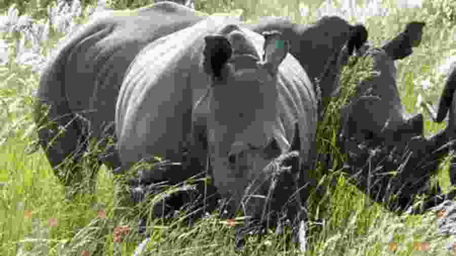 Spot the native African wildlife