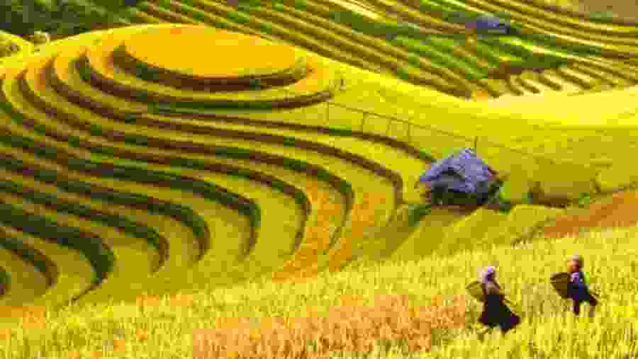Stunning rice terraces