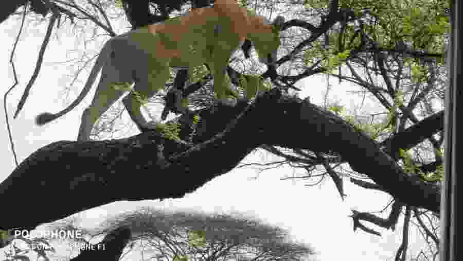 Tree Climbing Lion